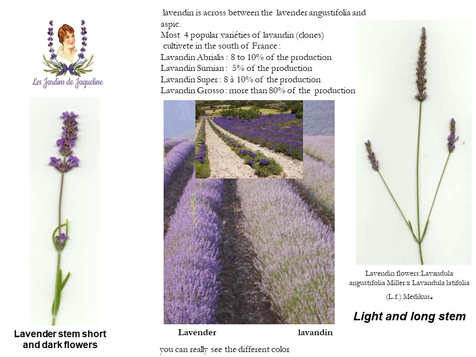French lavender essential oil we carry